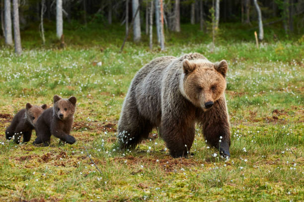 istock Mother brown bear and her cubs 866111938