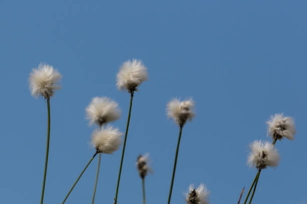 flower of natural cotton grass (eriophorum) - cotton grass sedge grass nature imagens e fotografias de stock