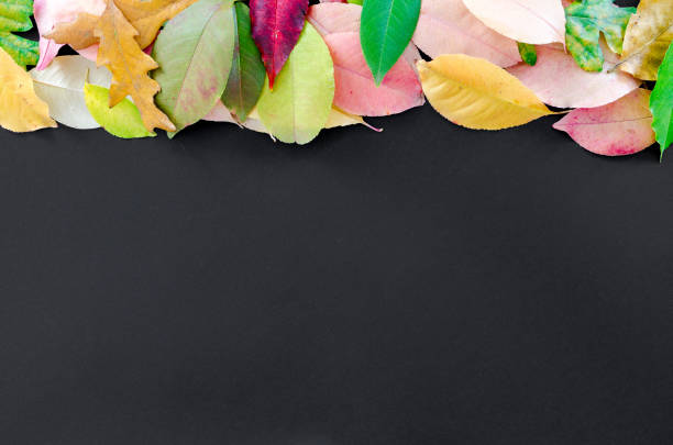 istock Autumn leaves isolated on black background 866115440