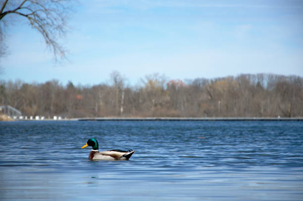 A mallard swims through the reeds along a lake