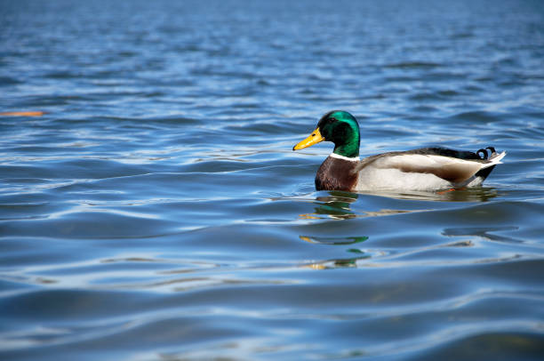 istock A mallard swims through the reeds along a lake 866115680