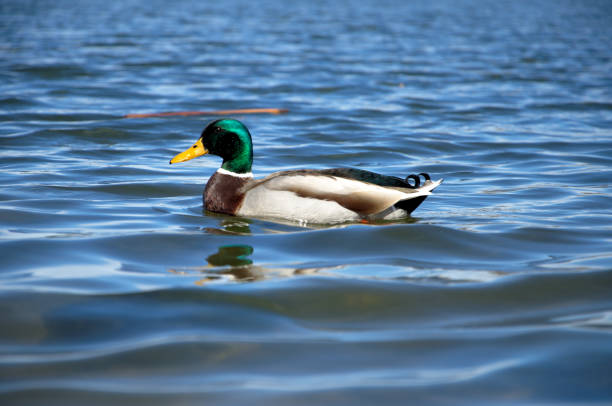 istock A mallard swims through the reeds along a lake 866115718