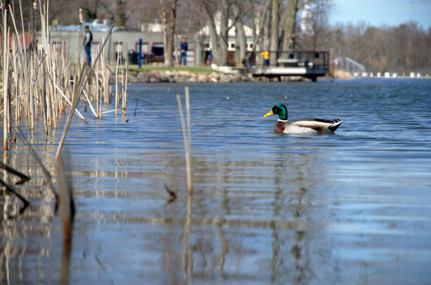 A mallard swims through the reeds along a lake