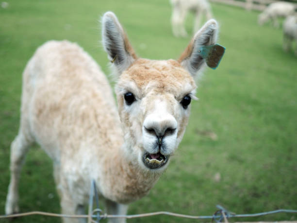 istock Close up curious alpaca in the green field 866118874