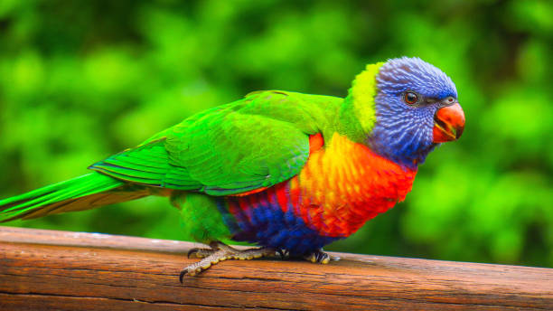 istock Exploring Springbrook Nationa Park on the Gold Coast 866119028