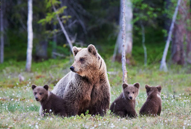 mama bär und ihre drei kleinen welpen - säugetier fotos stock-fotos und bilder