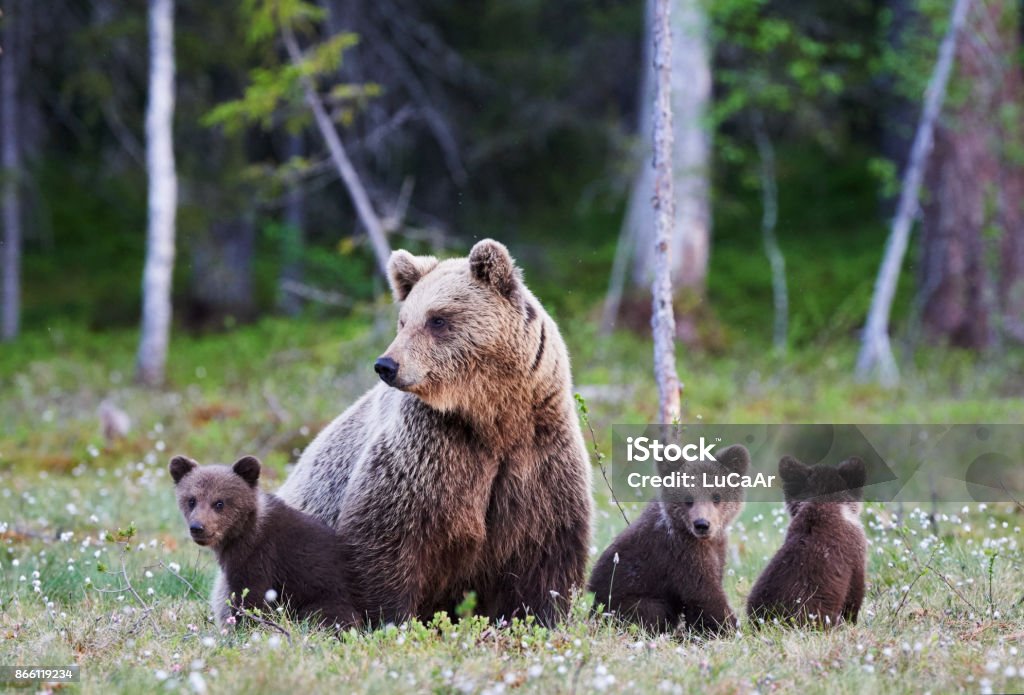 Mummy bear and her three little puppies Mother brown bear protecting her three little cubs Bear Stock Photo