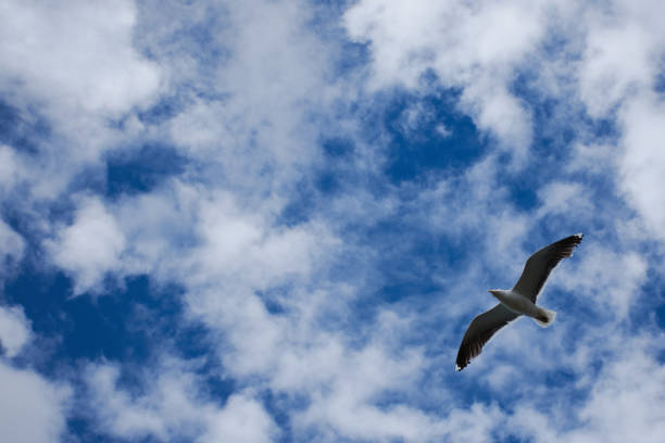 istock Seagull photographed from below flies in the blue sky 866119404