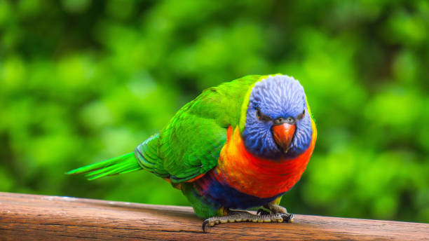 istock Exploring Springbrook Nationa Park on the Gold Coast 866119604