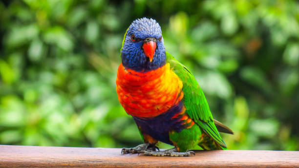 istock Exploring Springbrook Nationa Park on the Gold Coast 866120096