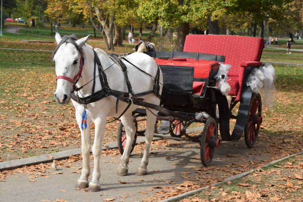 istock White horse stapped in a wedding carriage 866120100