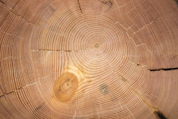 istock The texture of the larch 866120460