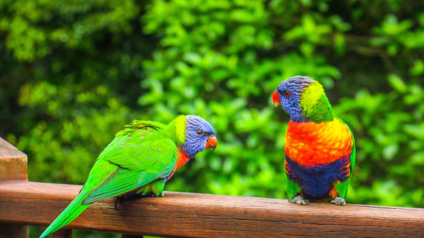 istock Exploring Springbrook Nationa Park on the Gold Coast 866120514
