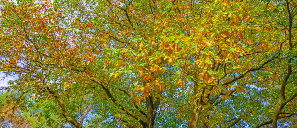 istock Forest in autumn colors in sunlight at fall 866123276