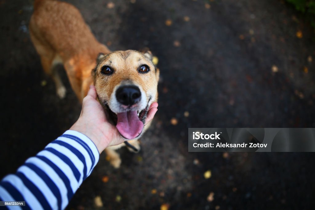 Person caressing dog Crop shot from above of anonymous person stroking cheerful dog at street. Dog Stock Photo