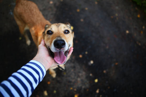 Person caressing dog Crop shot from above of anonymous person stroking cheerful dog at street. alternative pose stock pictures, royalty-free photos & images