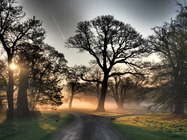 árvores nuas cobertas com névoa matutina no windsor great park - berkshire - fotografias e filmes do acervo