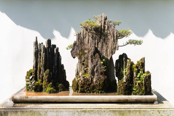 istock Bonsai on rocks with a white wall in the background 866124490