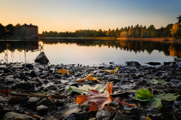 Autumn leaves on gentle sunset. Captured in Helsinki Finland.