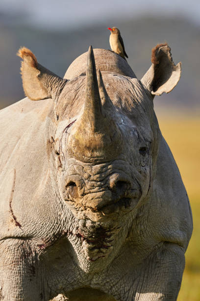 istock Beautiful black rhino portrait 866126868