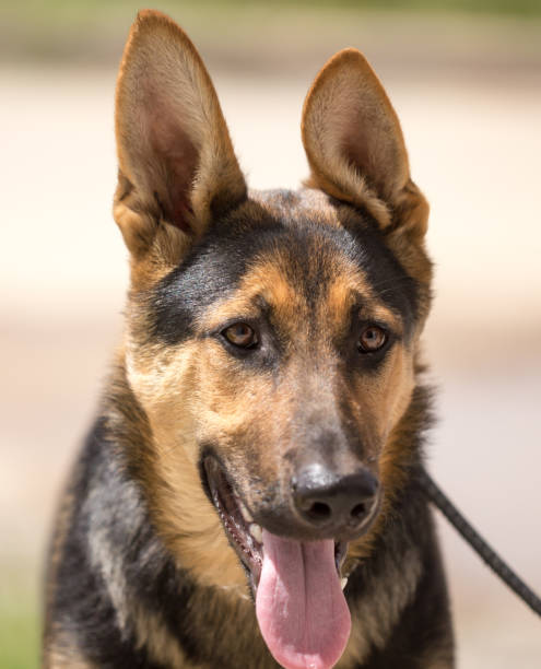 istock a portrait of a thoroughbred dog 866127050
