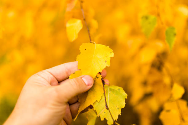 istock yellow leaves on a birch tree in a hand 866127264