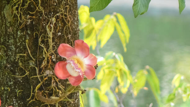 istock Blossom of the cannonball tree 866127812
