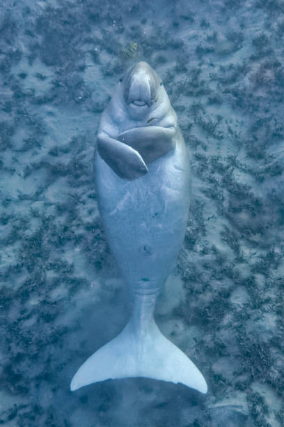 彼の背中に浮かんで面白いジュゴン、カメラに笑顔、紅海 - マルサ ・ アラム - エジプトで彼の舌を伸ばし - manatee ストックフォトと画像