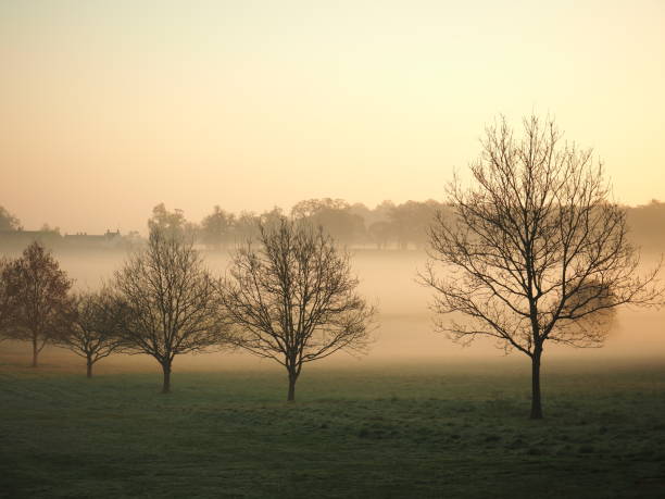 istock Bare trees covered with morning mist in Windsor Great Park 866131152