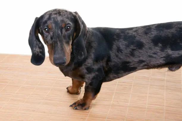 Photo of Cute purebred miniature dachshund dog isolated on white