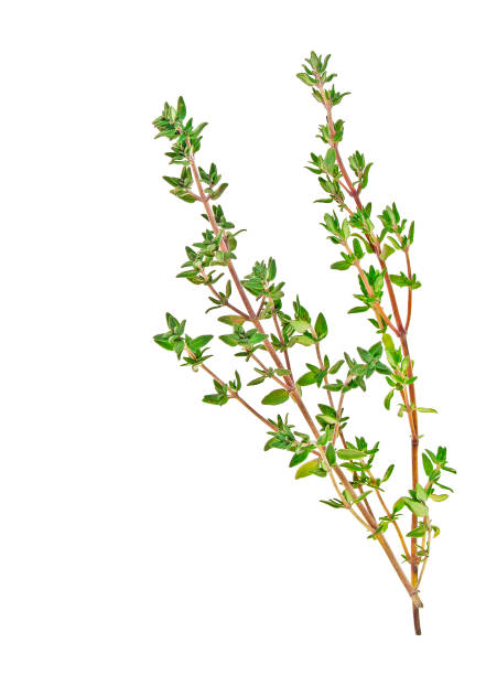 ramitas de tomillo aislados sobre fondo blanco - healthy eating close up thyme herb fotografías e imágenes de stock