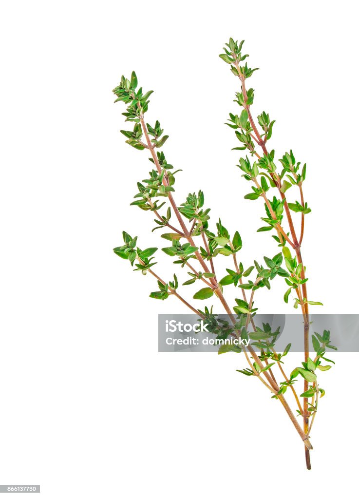 Thyme sprigs isolated on a white background Thyme Stock Photo