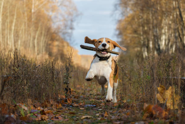 istock Beagle dog playing with a stick in the autumn forest 866138082