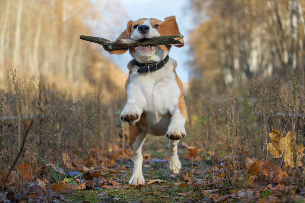 istock Beagle dog playing with a stick in the autumn forest 866138100