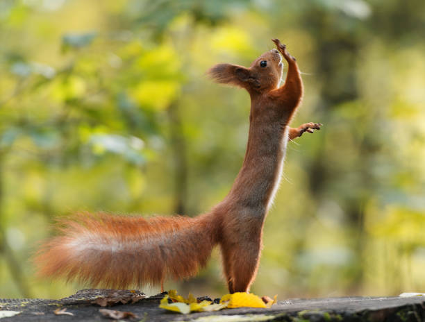 istock Funny squirell standing on two legs with one paw up 866138640