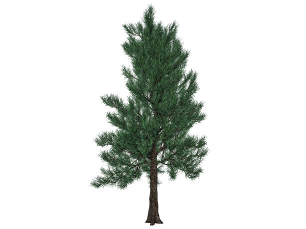 istock 3d rendering of a foreground tree branch isolated on white background 866138690