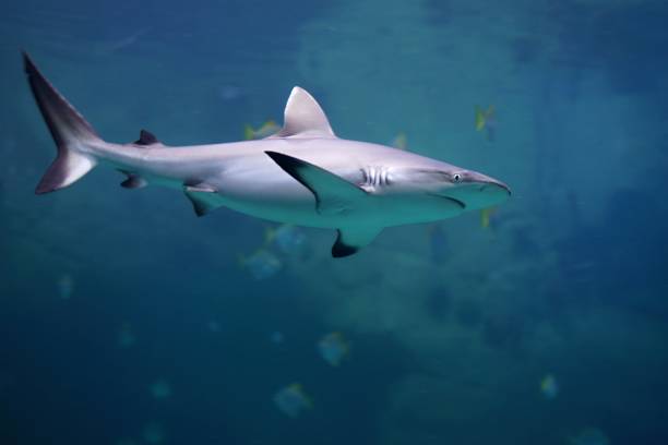 istock Danger Grey Reef Shark in the ocean 866138874