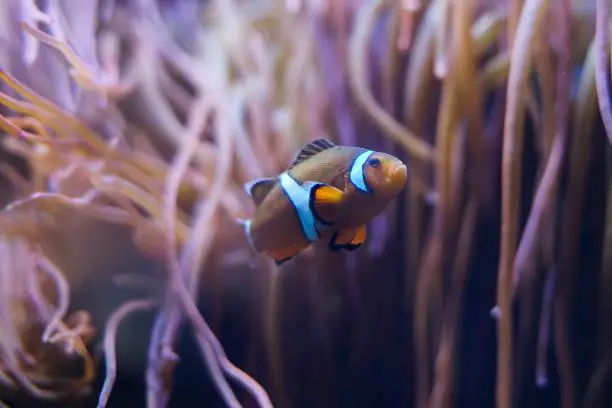 Clown fish hidden in sea-anemone at background.