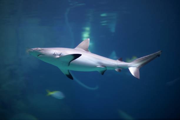 istock Danger Grey Reef Shark in the ocean 866139018