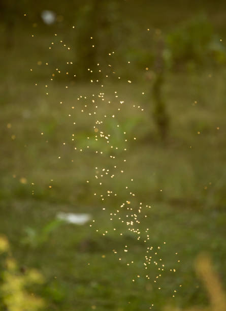 istock midges in the sun in the nature 866139084