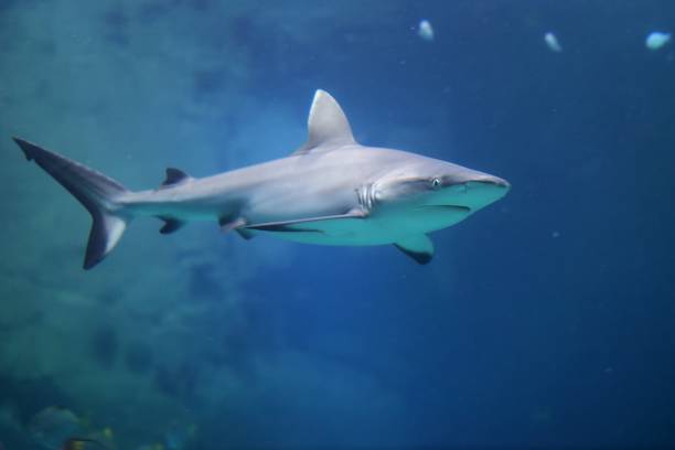istock Danger Grey Reef Shark in the ocean 866139230