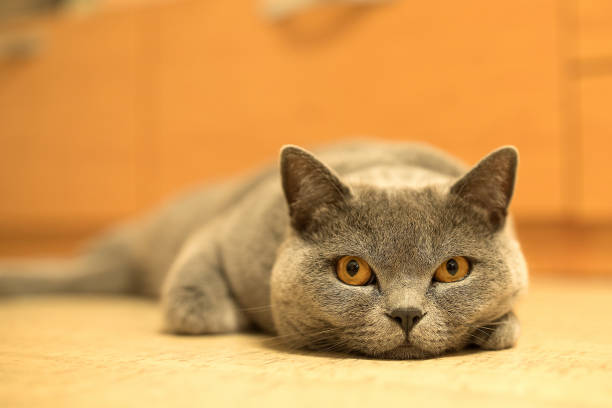 istock British shorthair cat looking 866139438