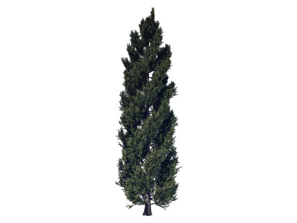 istock 3d rendering of a foreground tree branch isolated on white background 866139498