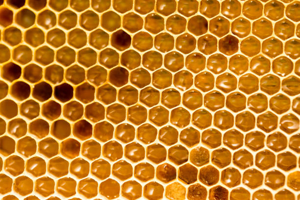 istock honey comb with honey as a background 866139940