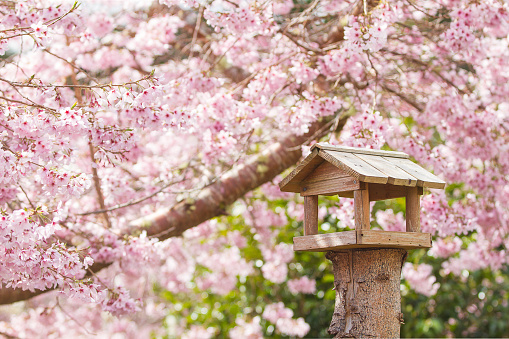 Bird House under cherry blossom