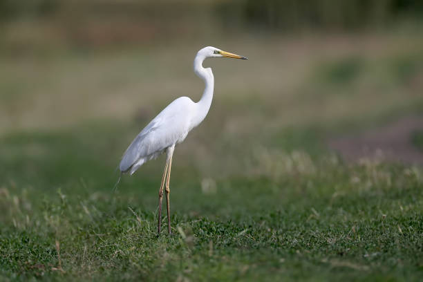 The eastern great egret (Ardea alba modesta). The eastern great egret (Ardea alba modesta). heron family stock pictures, royalty-free photos & images