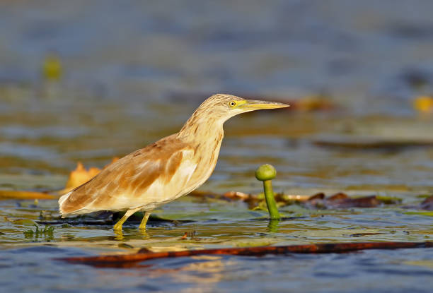 istock A squacco heron stands on the water plants leaf in soft morning light 866146232