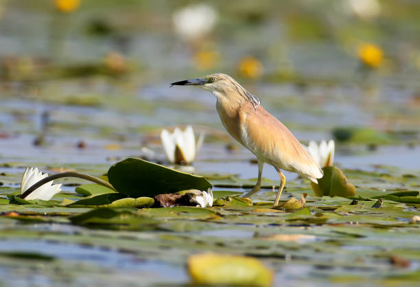 istock A squacco heron stands on the water plants leaf in soft morning light 866146238