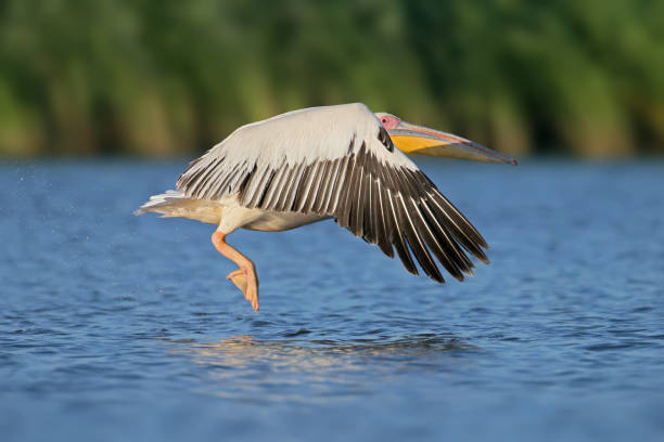 istock White pelican flight toward sunrise in soft morning light. 866146328