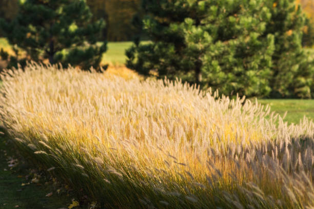 istock Wild field of grass on sunset, soft sun rays 866150538